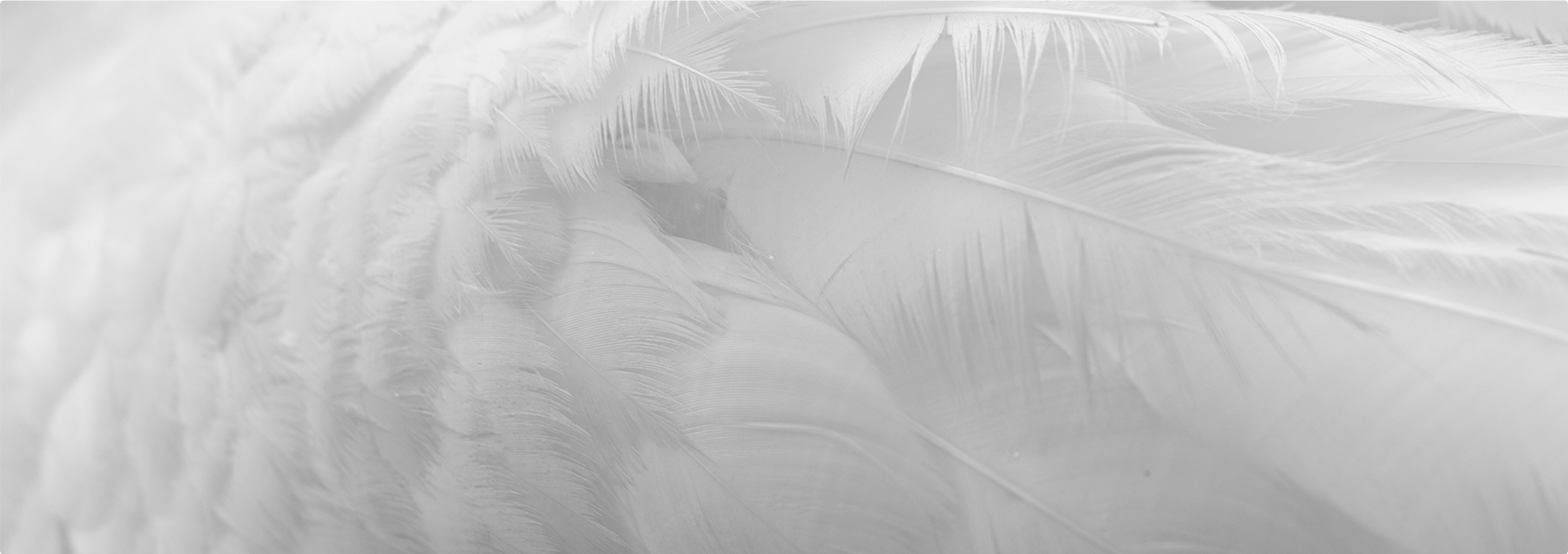 FEATHER