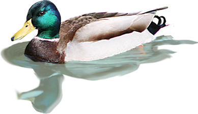 DUCKS