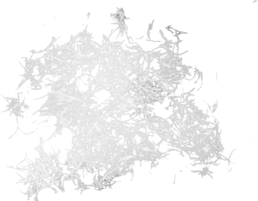 CRUSHED FEATHERS