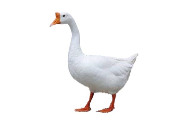灰鹅绒