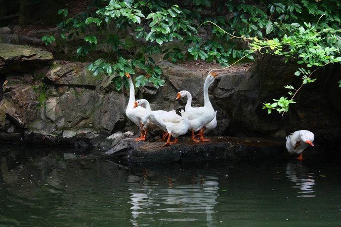 浙东白鹅绒