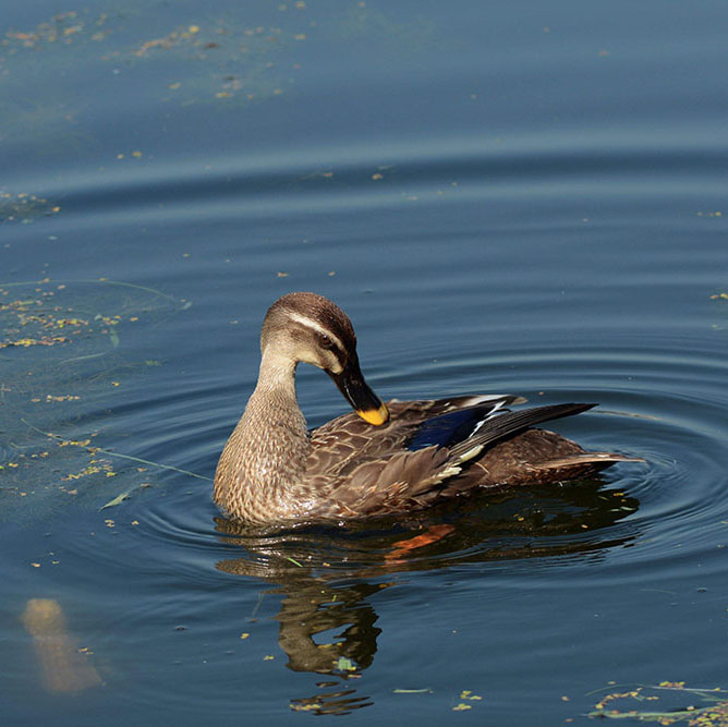 Dark Duck