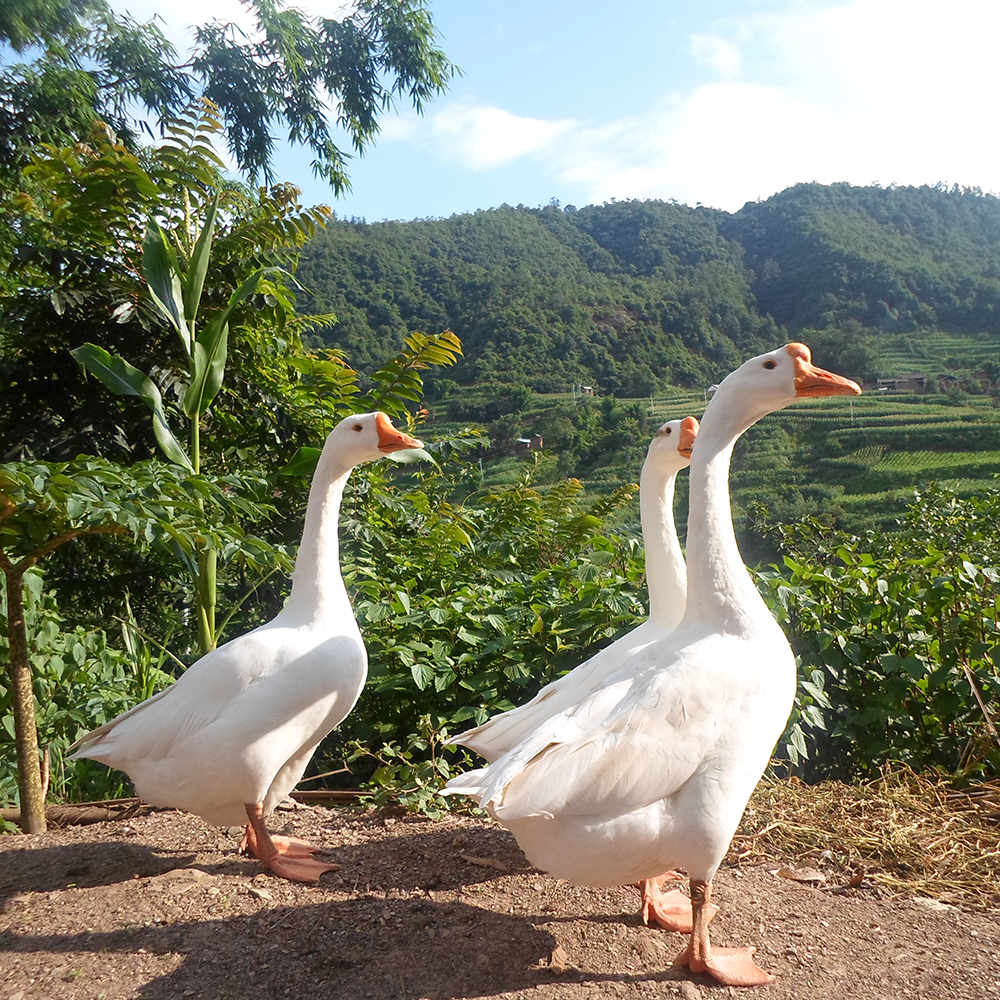 Emeishan White Goose
