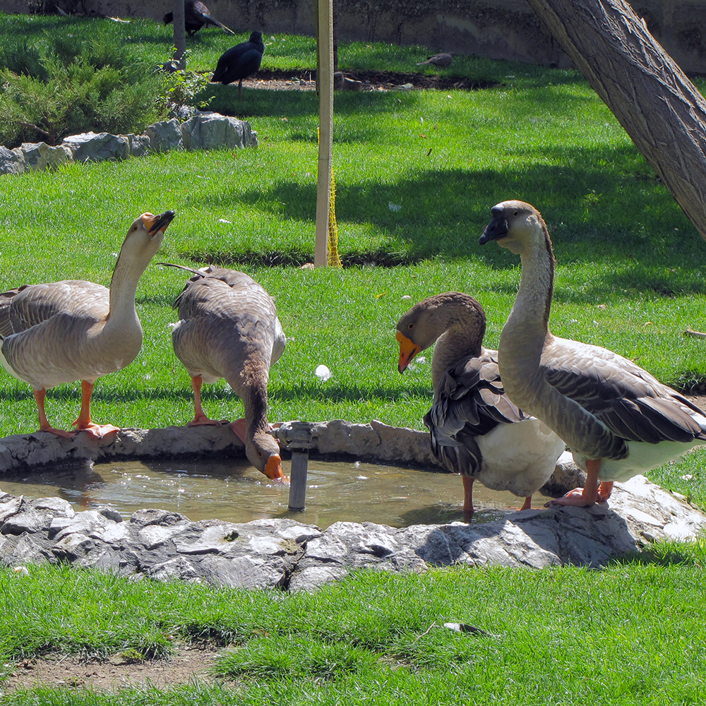 Lion-Head® Goose