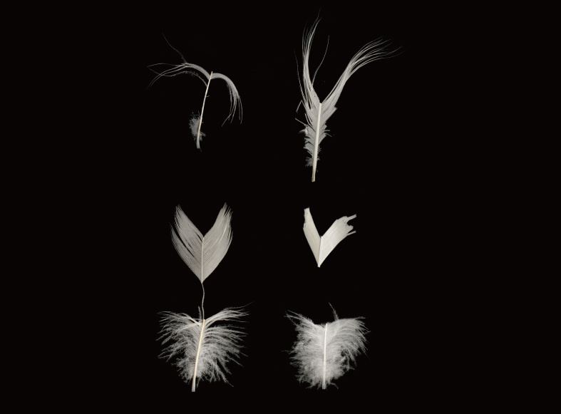 Damaged Feather